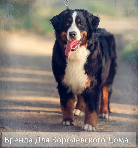 фото породы собак Бернский Зенненхунд описание чемпион