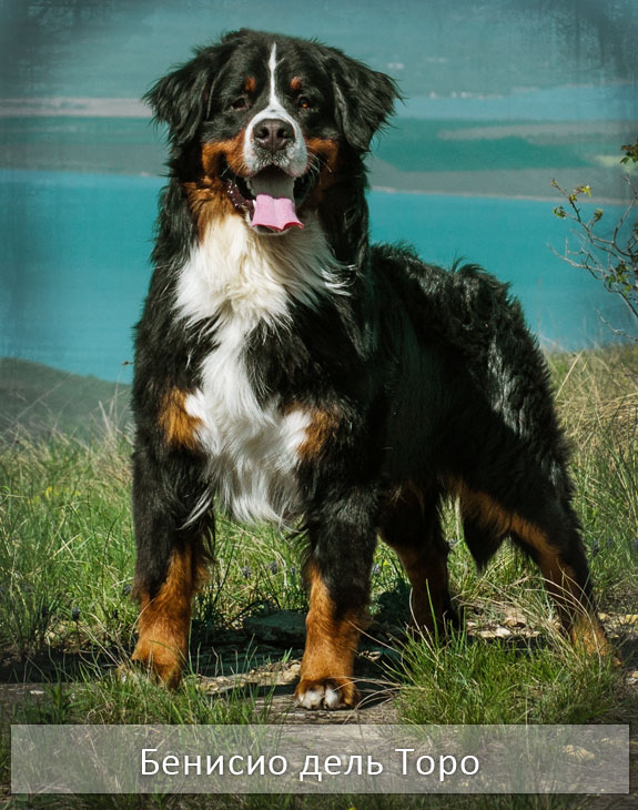 породы собак описание с фотографиями бернский зенненхунд, бернская овчарка